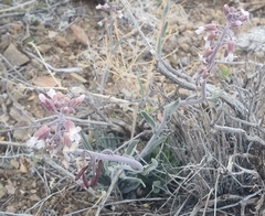 Boechera glaucovalvula