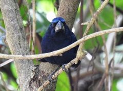 Cyanoloxia cyanoides