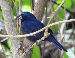 Cyanoloxia cyanoides