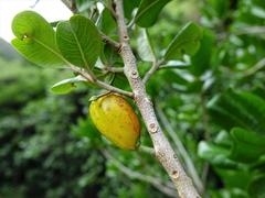 Planchonella costata