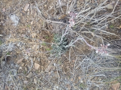 Boechera glaucovalvula