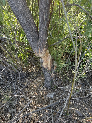 American Beaver photographed in New Mexico