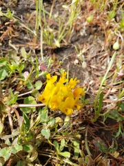 Trifolium jokerstii
