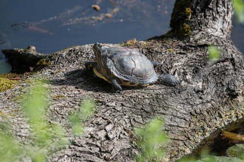 Trachemys scripta scripta