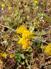 Trifolium jokerstii