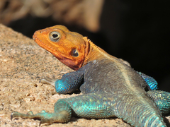 Agama lionotus lionotus