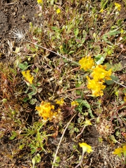 Trifolium jokerstii