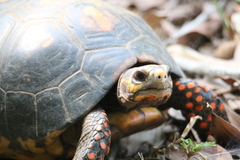 Chelonoidis carbonarius
