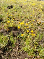 Trifolium jokerstii