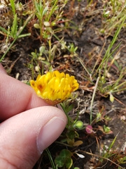 Trifolium jokerstii