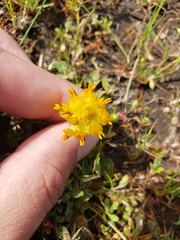 Trifolium jokerstii