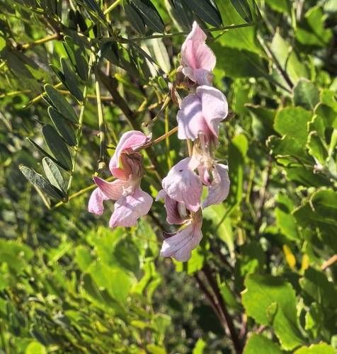 Virgilia divaricata, photograph 4