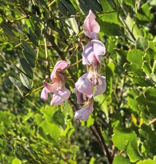 Virgilia divaricata, photograph author not stated, no rights reserved