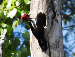 Campephilus guatemalensis