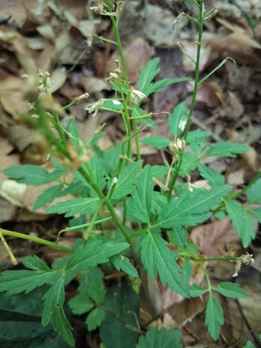 Cardamine angustata observed 2026-04-24