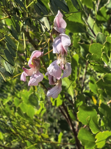 Virgilia divaricata, photograph 5