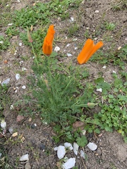 Eschscholzia californica