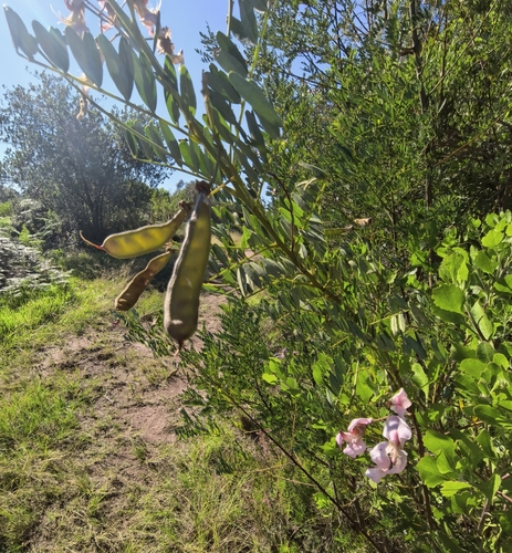 Virgilia divaricata, photograph 6