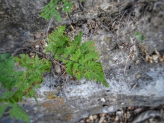 Myriopteris alabamensis