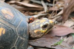 Chelonoidis carbonarius