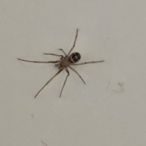 False Black Widow