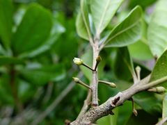 Planchonella costata