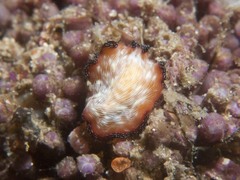 Pseudobiceros fulgor