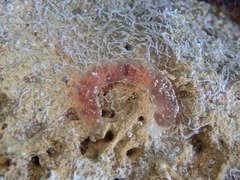 Polybranchia pallens