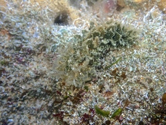 Polybranchia pallens