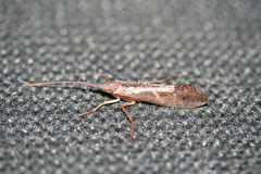 Nemotaulius hostilis