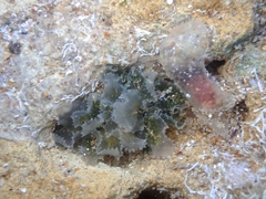 Polybranchia pallens