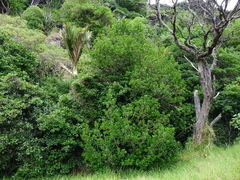 Planchonella costata