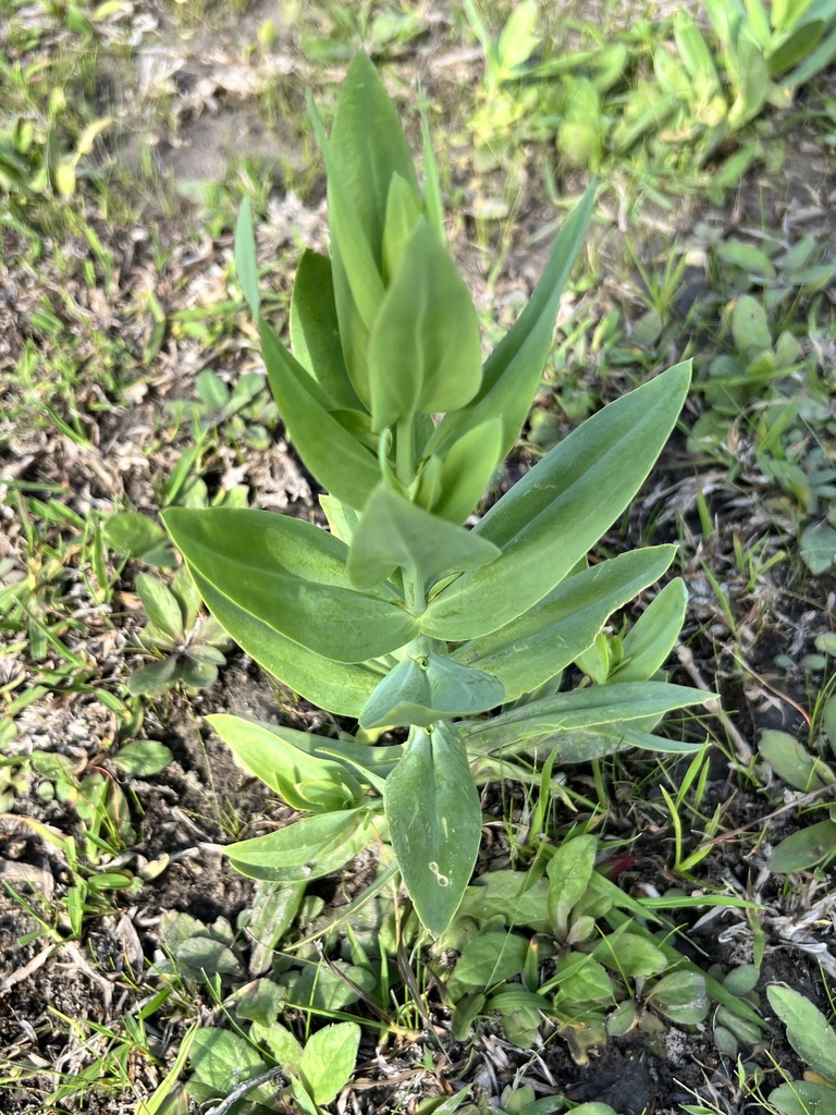 Lan Tường – Eustoma russellianum