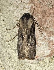 Agrotis malefida