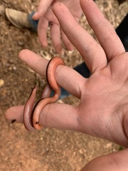 Carphophis vermis