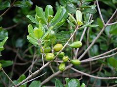 Planchonella costata