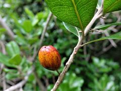 Planchonella costata