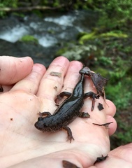 Plethodontinae