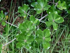 Planchonella costata