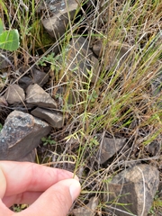 Festuca microstachys