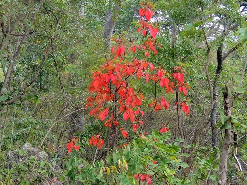 Hymenodictyon floribundum