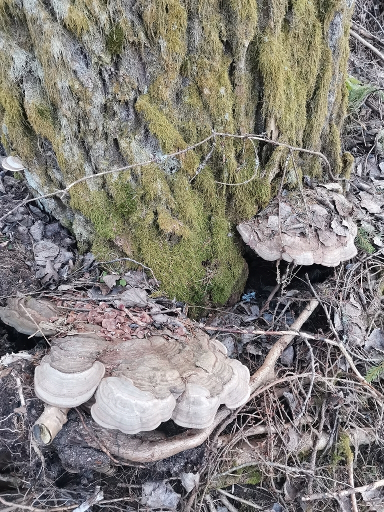Ganoderma applanatum · April 2026 · photo: © kaitaaho (iNaturalist, cc0)