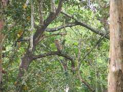 Ketupa zeylonensis