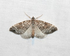 Cidariini