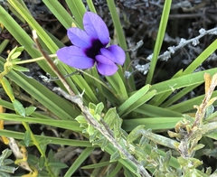 Monopsis unidentata, photograph author not stated, no rights reserved