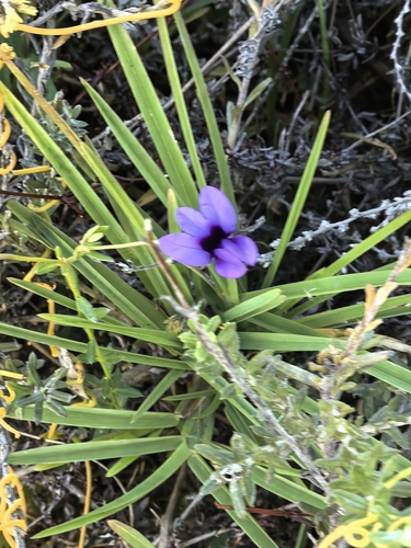 Monopsis unidentata, photograph 5
