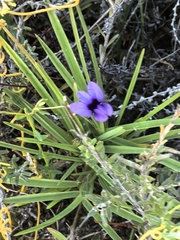 Monopsis unidentata, photograph author not stated, no rights reserved