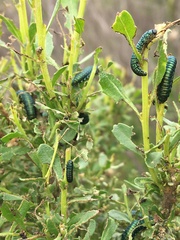 Trirhabda flavolimbata