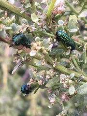 Trirhabda flavolimbata