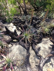 Puya meziana, photograph (c) Briza Gigasi, some rights reserved (CC BY)